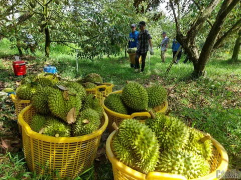 Thông điệp mạnh từ vụ án sầu riêng