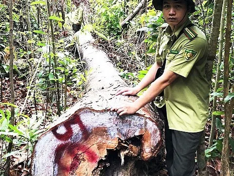 Vụ rừng phòng hộ bị phá “ngay hông” kiểm lâm: Kiểm điểm