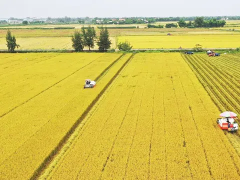 Thu nhập của nông dân cao hơn nhờ điều chỉnh lịch trồng lúa "né" hạn mặn