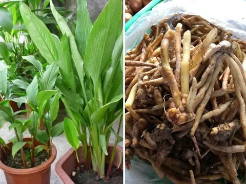 Cao chữa viêm loét dạ dày từ củ ngải bún