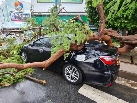 Xe bị hư hỏng do cây đổ đè vào, ai sẽ chịu trách nhiệm đền bù?