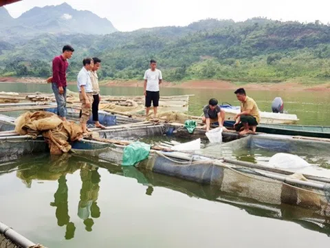 Doanh nghiệp Việt tiếp tay nhập khẩu cá tầm Trung Quốc sai phép