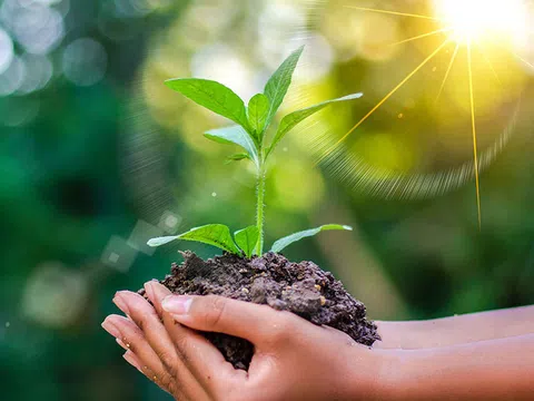 Hà Nội phấn đấu mỗi người trồng một cây xanh