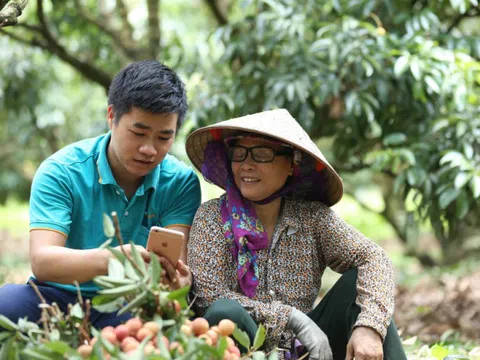 Vải thiều Hải Dương lên sàn thương mại điện tử