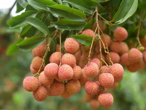 Thủ phủ vải Bắc Giang lên kế hoạch tiêu thụ vải trong tâm dịch COVID-19