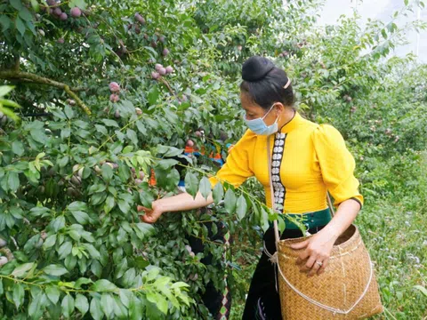 Thương hiệu “Mận hậu ruby Sơn La” có gì đặc biệt?