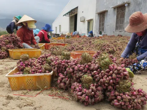 Nông dân Ninh Thuận lao đao khi nông sản rớt giá