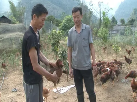 Khoảng cách an toàn trong chăn nuôi là bao nhiêu mét?