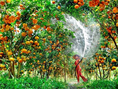 Xây dựng 5 vùng nguyên liệu nông sản trên cả nước
